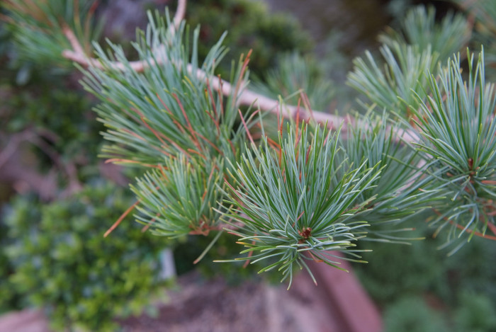 눈잣나무 - Pinus pumila (Pall.) Regel