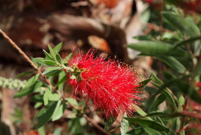 병솔나무 - Bottlebrush, Callistemon lanceolatus