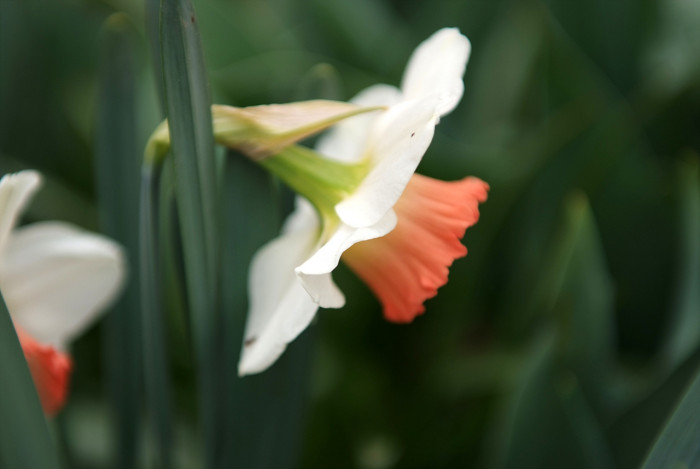 수선화 - daffodil, Narcissus tazetta var. chinensis