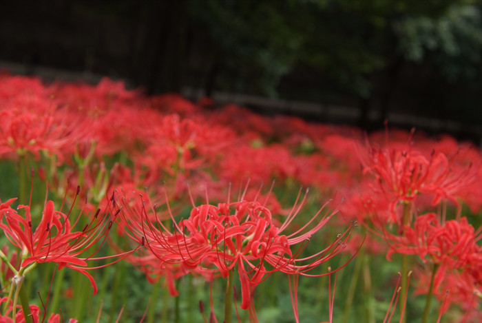 석산 - red spider lily, Lycoris radiata