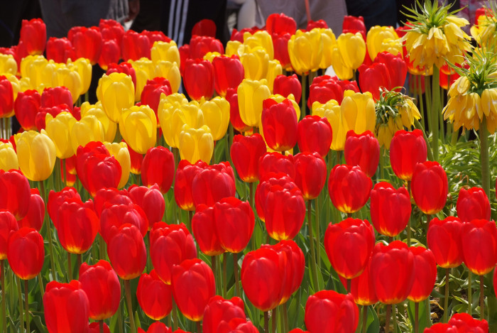 튤립 - Tulip, Tulipa gesneriana