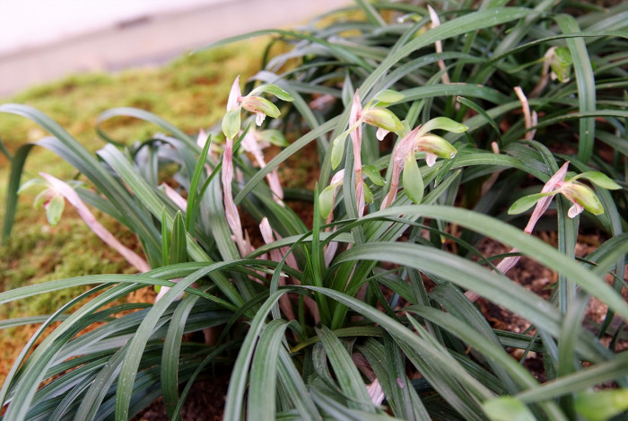 보춘화 - Cymbidium goeringii (Rchb.f.) Rchb.f.