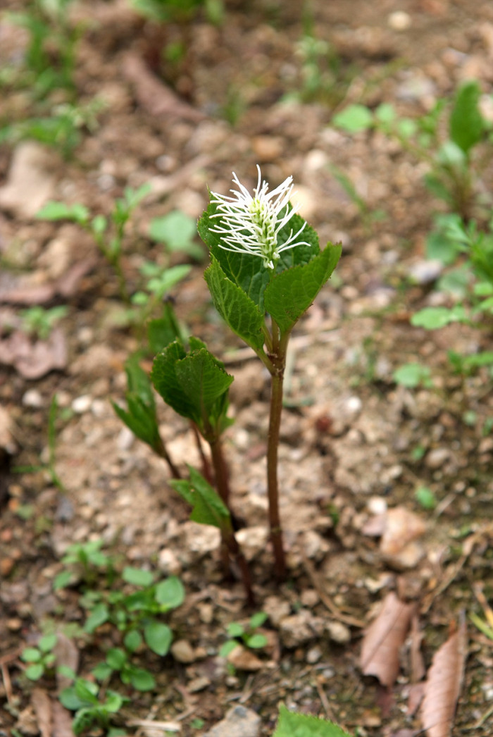홀아비꽃대 - Chloranthus japonicus