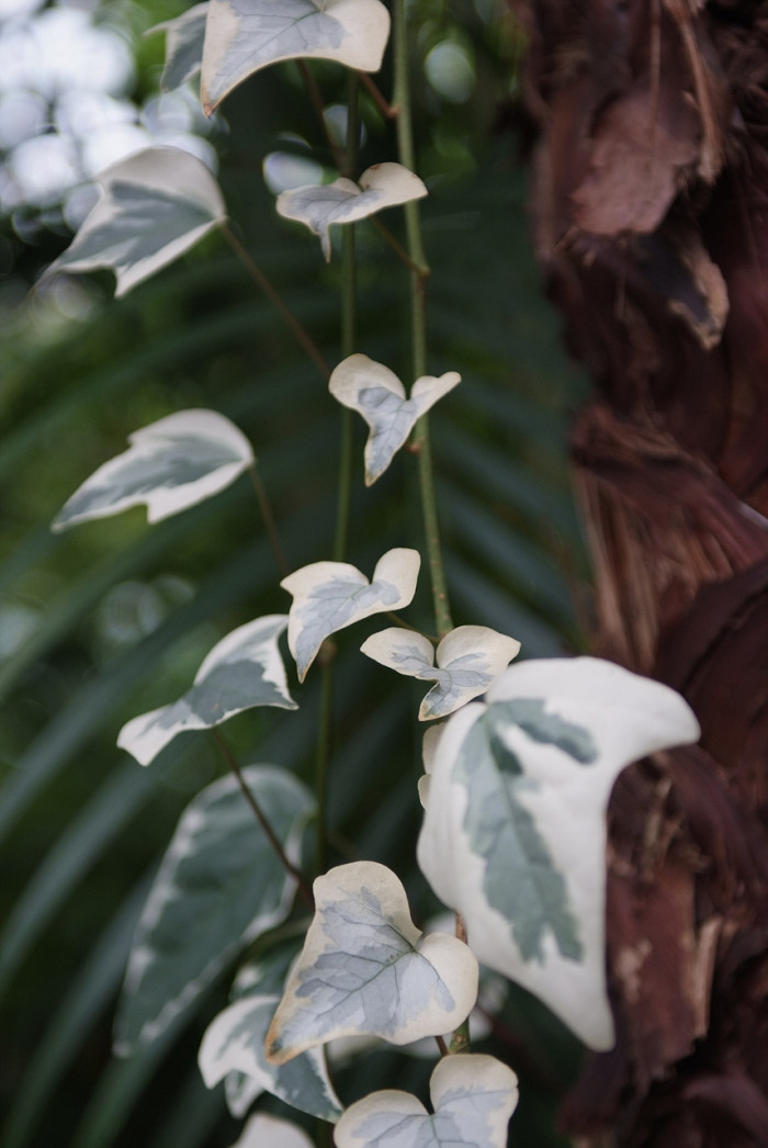 마렌고아이비 - Hedera canariensis Willd.