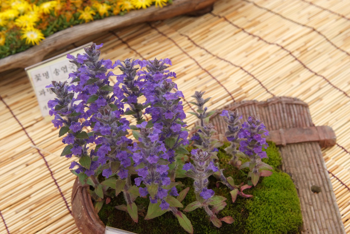 조개나물 - Ajuga multiflora Bunge