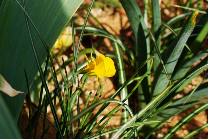 수선화 - daffodil, Narcissus tazetta var. chinensis