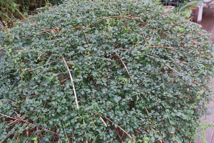 영춘화 - Jasminum nudiflorum Lindl.