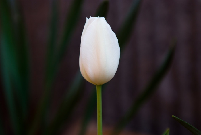 튤립 - Tulip, Tulipa gesneriana