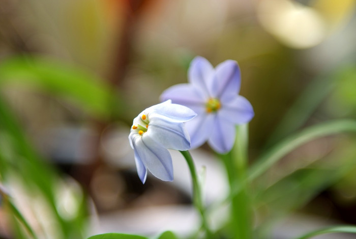 향기별꽃 - starflower, spring starflower, Ipheion uniflorum