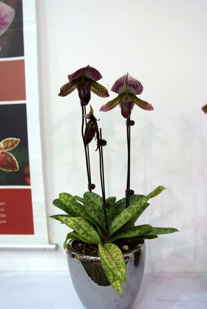 파피오페딜럼 - Papihopedilum pinochio, Paphiopedilum hybrids