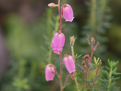 진퍼리꽃나무 사진 - Chamaedaphne calyculata Photos