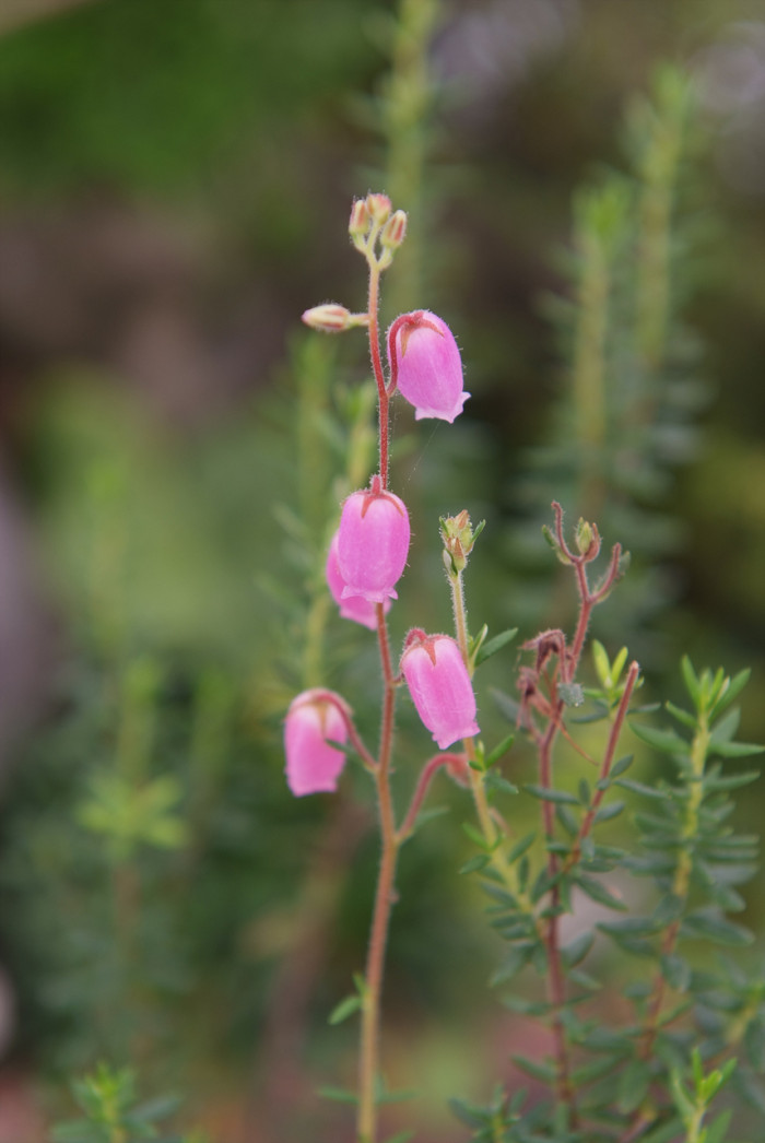 진퍼리꽃나무 - Chamaedaphne calyculata