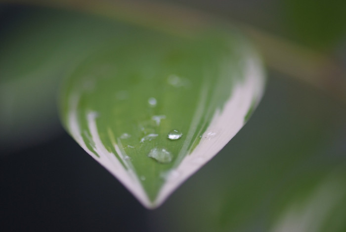 무늬둥글레 - 무늬둥글레, Polygonatum odoratum