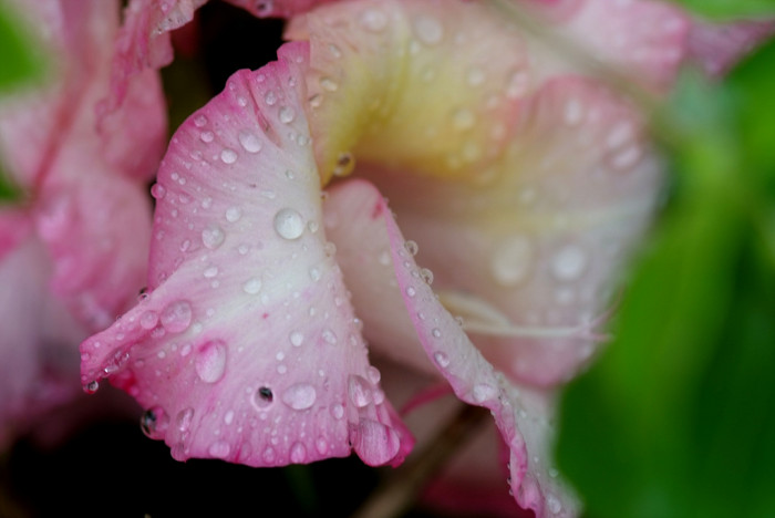 글라디올러스 - Gladiolus gandavensis Van Houtte