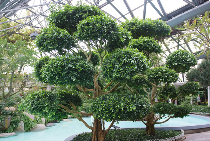 대만고무나무 - Ficus retusa
