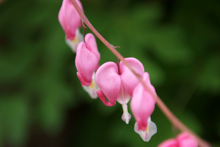 금낭화 - Dicentra spectabilis