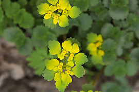 애기괭이눈 - Chrysosplenium flagelliferum F.Schmidt