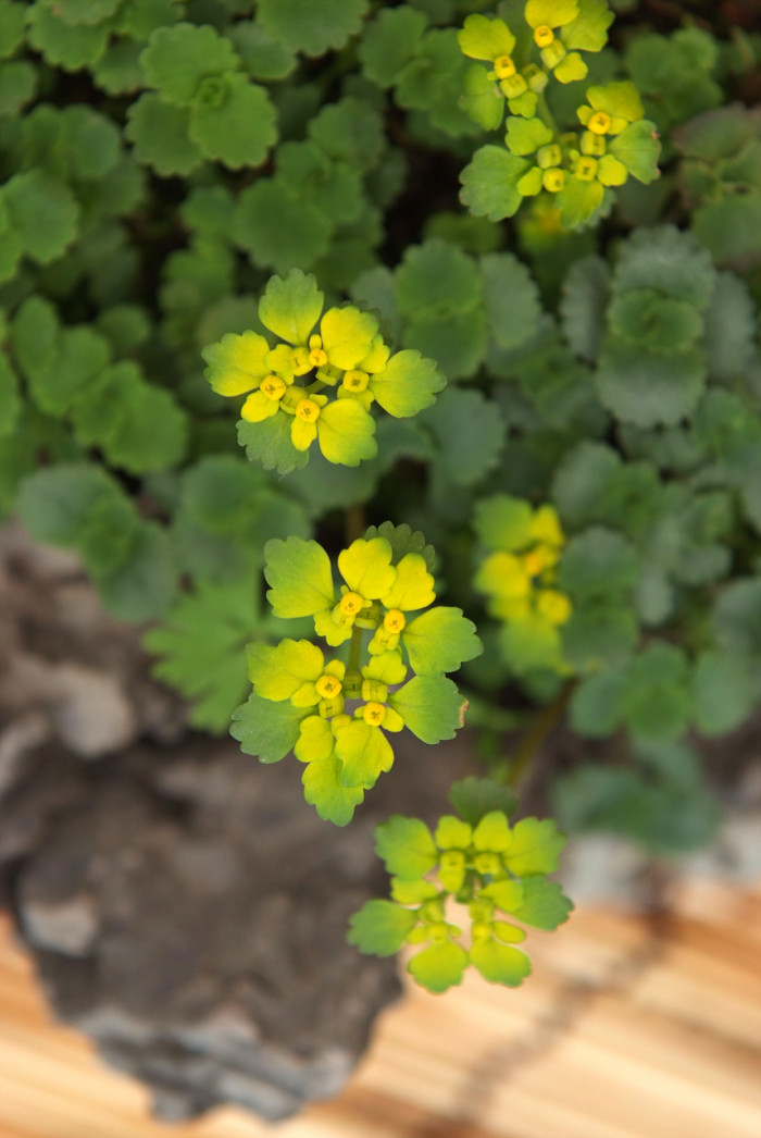 애기괭이눈 - Chrysosplenium flagelliferum F.Schmidt