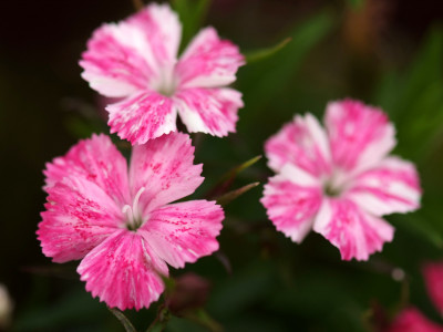 오색패랭이 사진 - Dianthus deltoides Photos