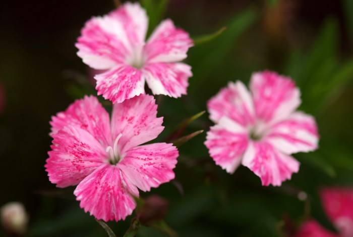 오색패랭이 - Dianthus deltoides