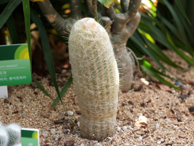 옹환 사진 - Cephalocereus senilis Photos