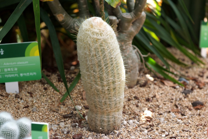 옹환 - old-man cactus, Cephalocereus senilis