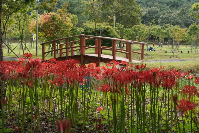 석산 - red spider lily, Lycoris radiata