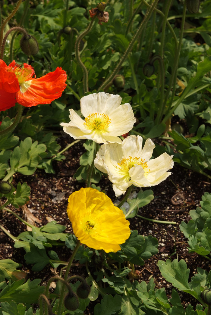개양귀비 - Field Poppy, Papaver rhoeas L.
