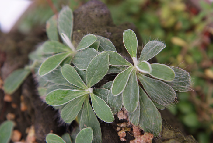 털민들레 - Taraxacum mongolicum Hand.-Mazz.