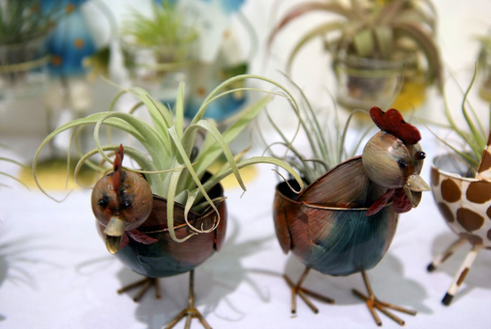 틸란디시아 - Tillandsia bergeri