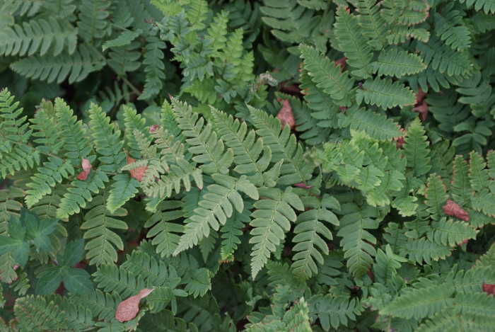 개고사리 - Athyrium niponicum (Mett.) Hance
