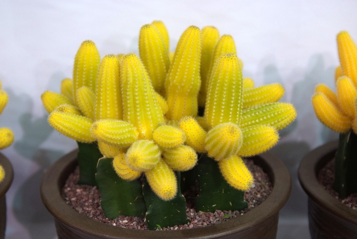 선인장 - Opuntia ficus-indica Mill.