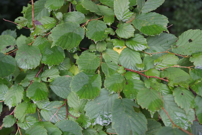 개암나무 - Asian Hazelnut , Corylus heterophylla Fisch. ex Trautv. var. heterophylla