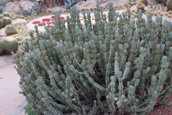 선인장 - Opuntia ficus-indica Mill.