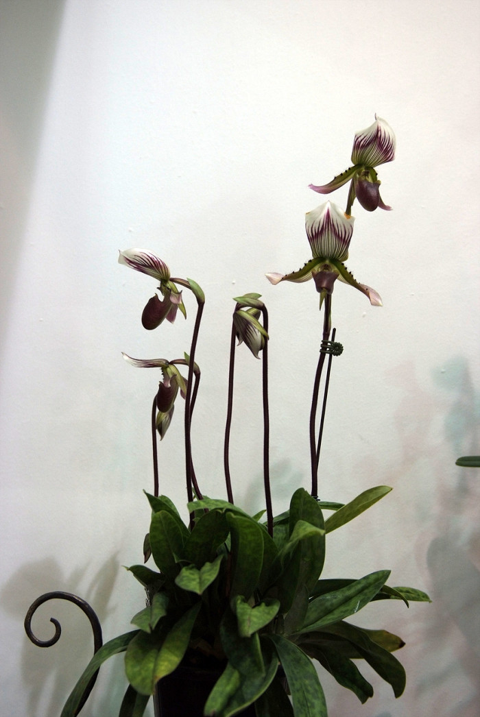 파피오페딜럼 - Papihopedilum pinochio, Paphiopedilum hybrids