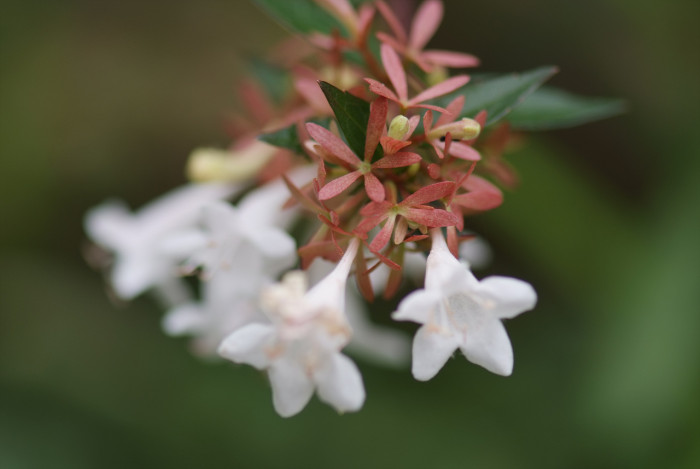 꽃댕강나무 - Mangsan Abelia, Abelia mosanensis T.H.Chung