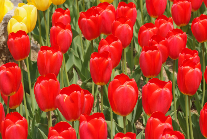 튤립 - Tulip, Tulipa gesneriana