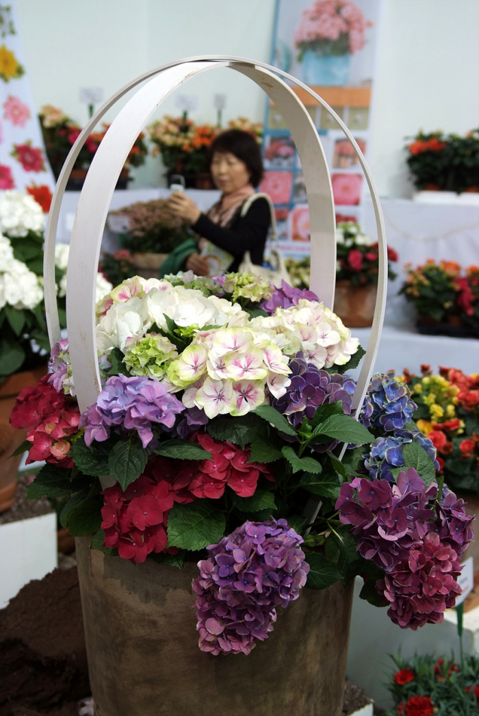 수국 - Hydrangea, Hydrangea macrophylla (Thunb.) Ser. for. otaksa (Siebold & Zucc.) E. H. Wilson