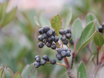 다정큼나무 사진 - Rhaphiolepis indica (L.) Lindl. var. umbellata (Thunb.) Ohashi Photos
