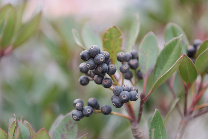 돈나무 - Pittosporum tobira (Thunb.) W.T.Aiton