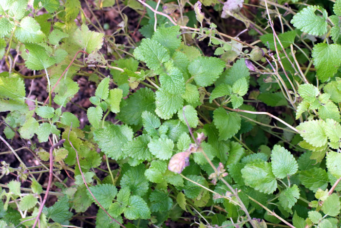 레몬밤 - Lemon Balm