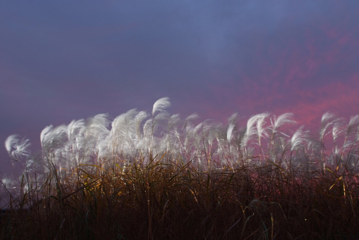 억새 - peder, Miscanthus sinensis var. purpurascens (Andersson) Rendle