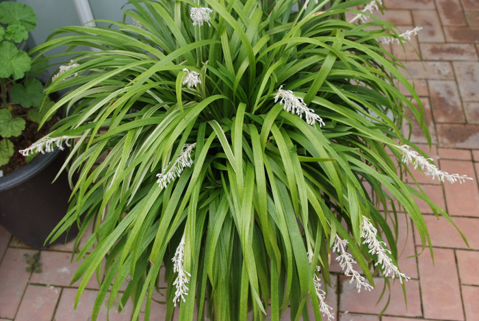 맥문아재비 - Ophiopogon jaburan (Kunth) Lodd.