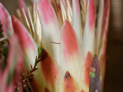 프로티아 리펜스 사진 - Protea repens Photos