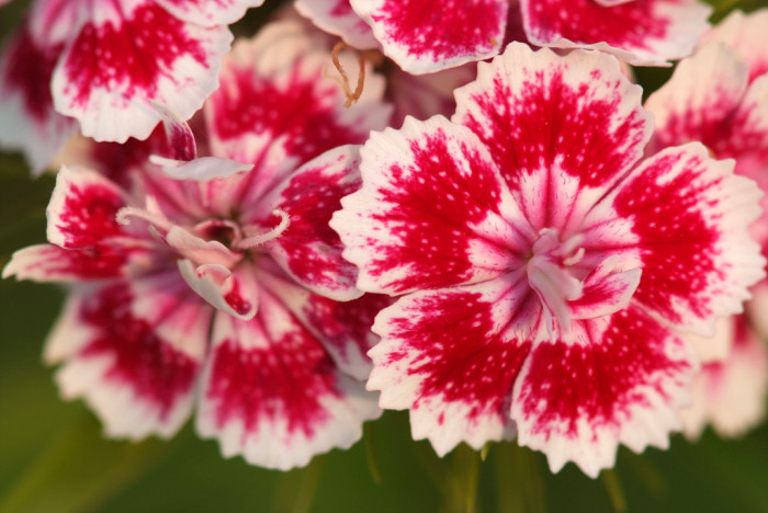 패랭이꽃 - Dianthus chinensis L. var. chinensis, Dianthus chinensis L. var. chinensis