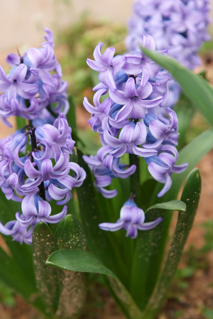 히아신스 - Hyacinth, Hyacinthus orientalis L.