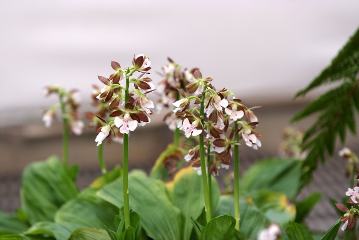 새우난초 - Calanthe discolor Lindl.