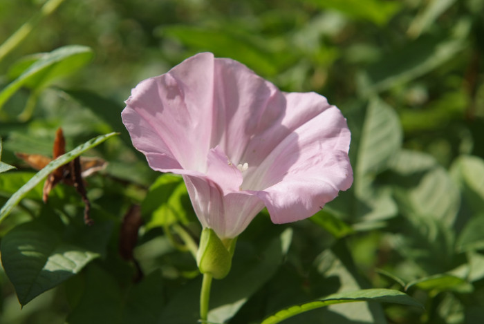 메꽃 - Morning Glory, Calystegia japonica