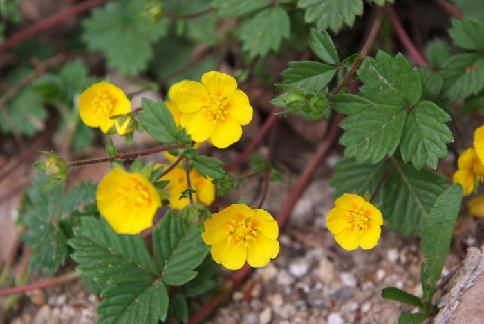좀양지꽃 - Potentilla matsumurae Th.Wolf