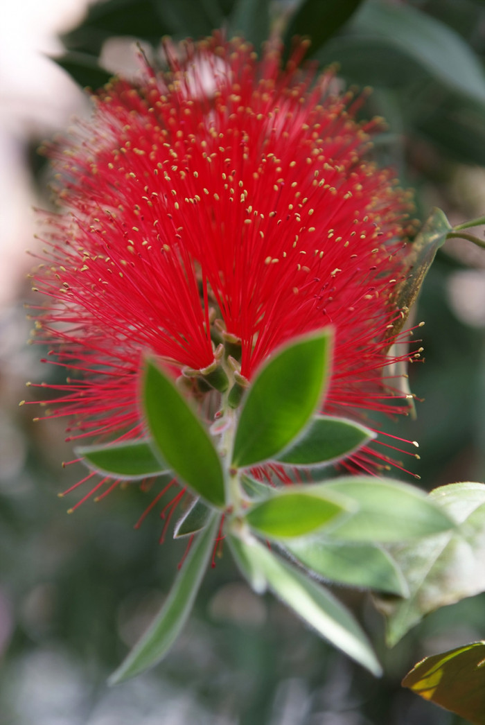 병솔나무 - Bottlebrush, Callistemon lanceolatus